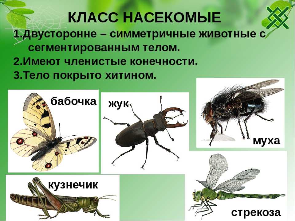 Класс насекомых (биология)