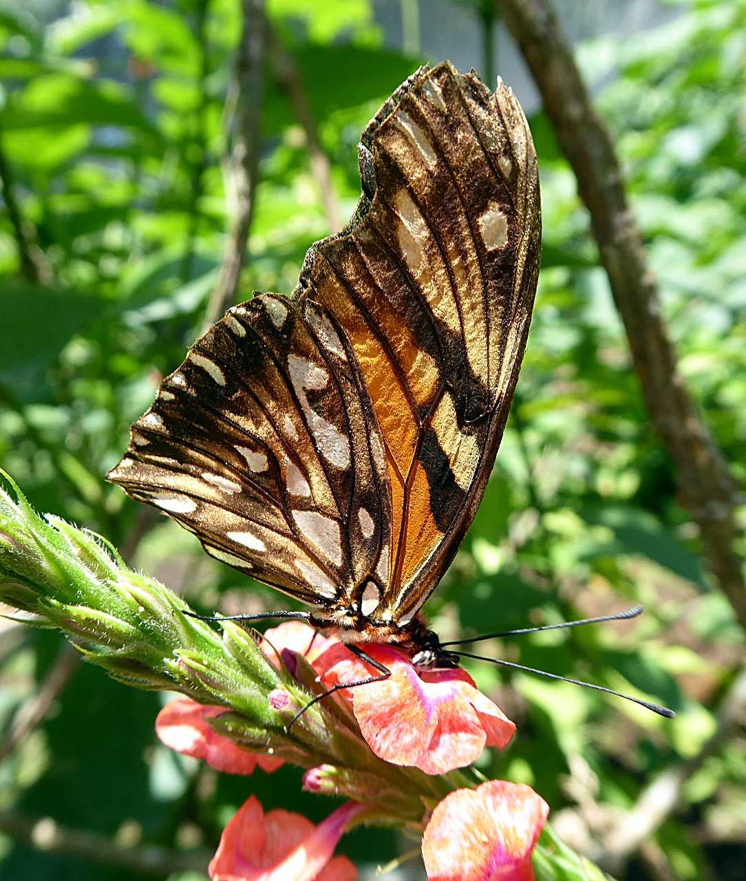 Виды бабочек: общие и особенные признаки