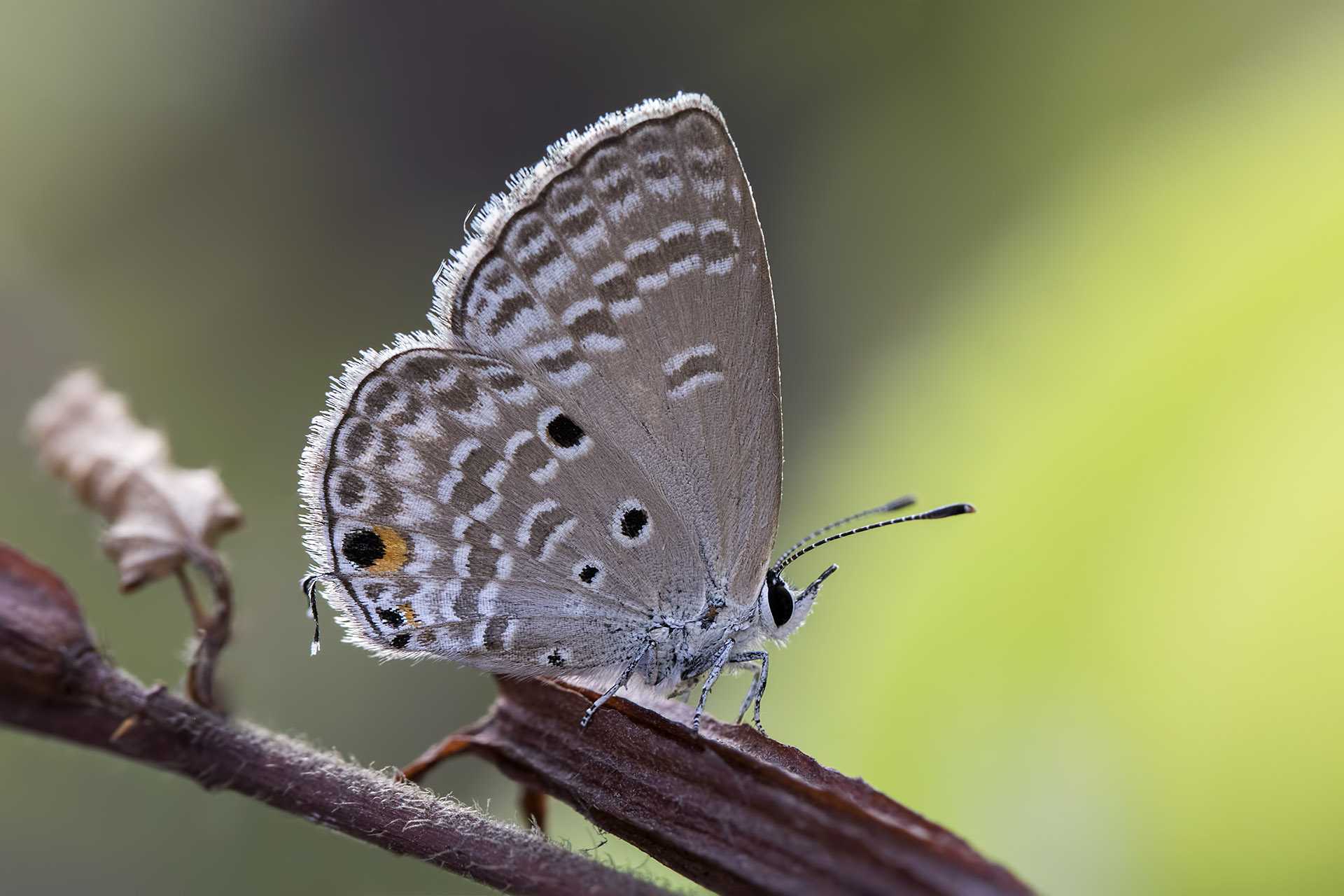 Общая характеристика бабочек: тип развития чешуекрылых