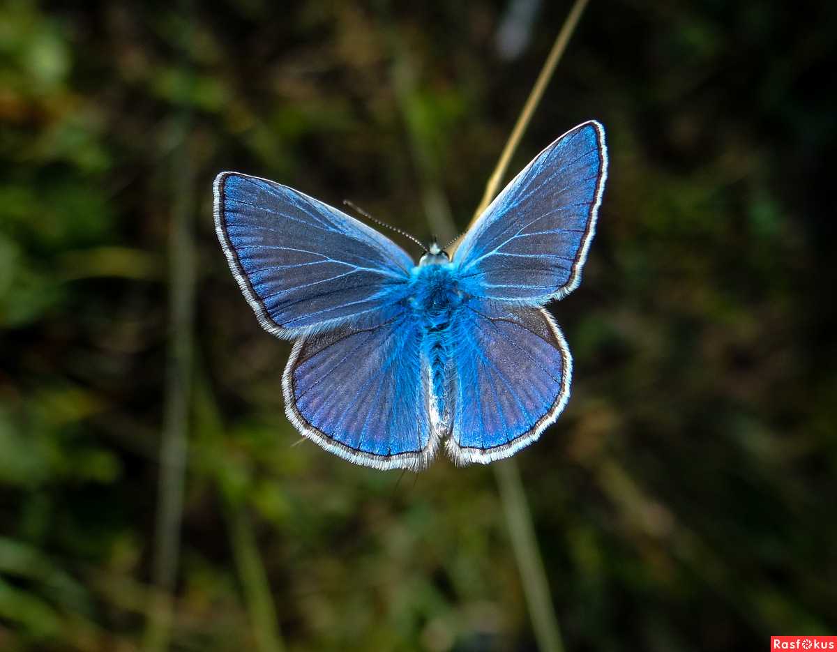 Бабочка голубая морфа фото