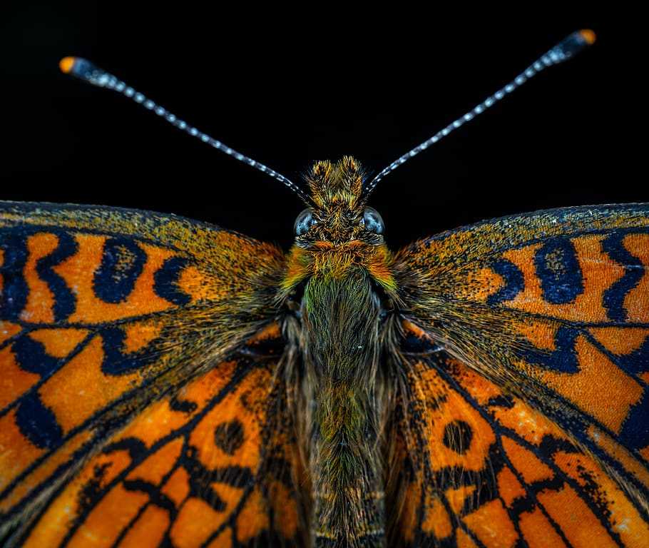 Бабочки - общая характеристика, виды и стадии развития