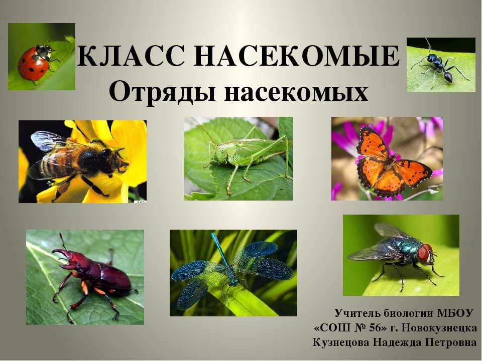 Биология насекомых