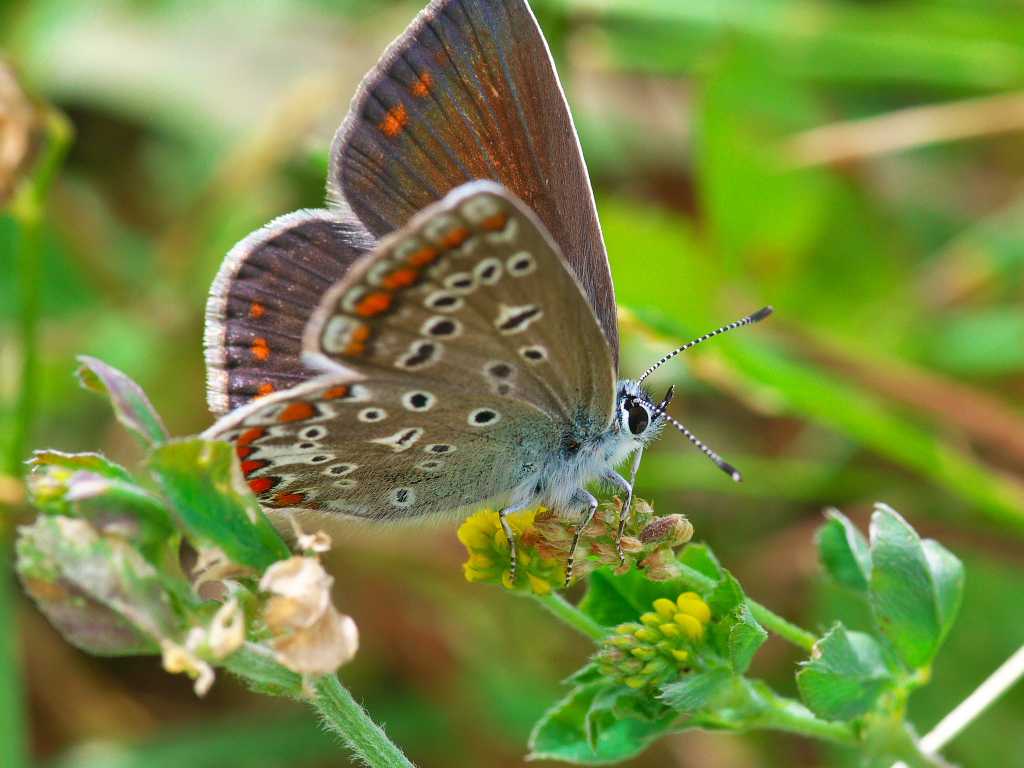 Описание и фото гусеницы бабочки махаона. бабочка махаон: описание и среда обитания