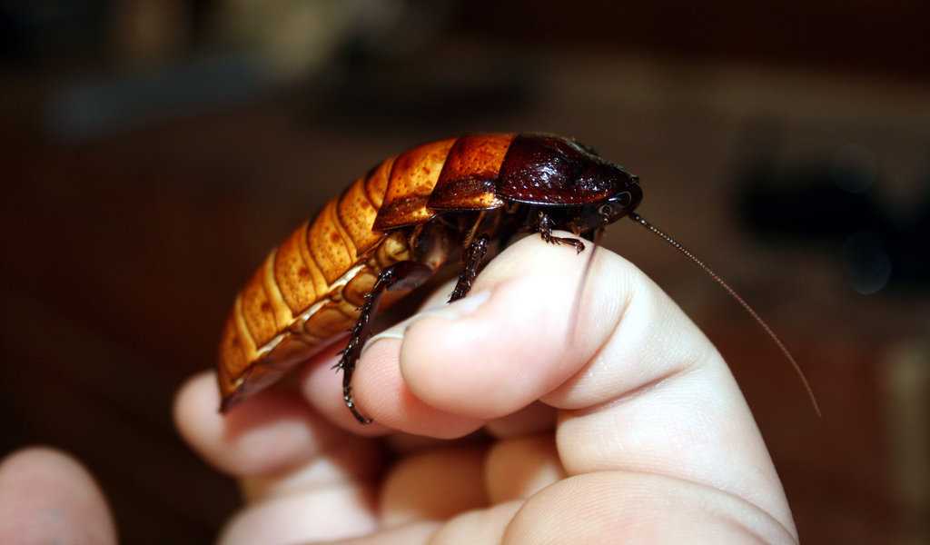 Таракан мертвая голова - содержание, фото блаберус кранифер