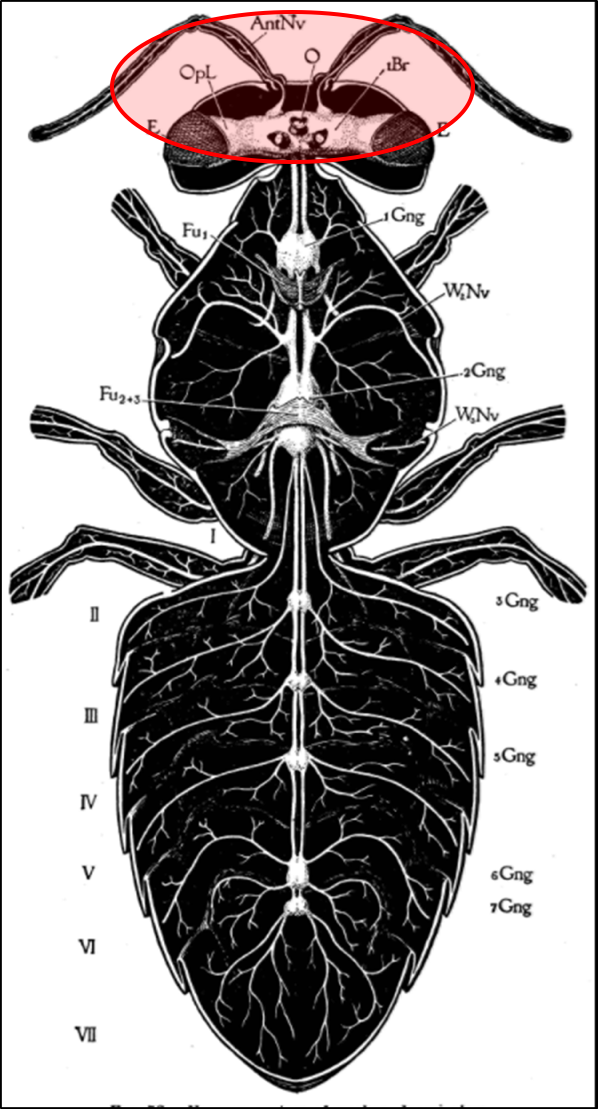 Строение нервной системы пчел, описание и фото