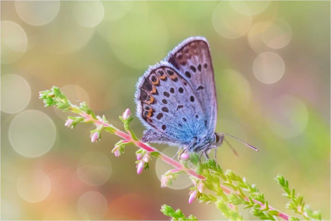 Бабочка голубянка икар: питание, образ жизни, места обитания