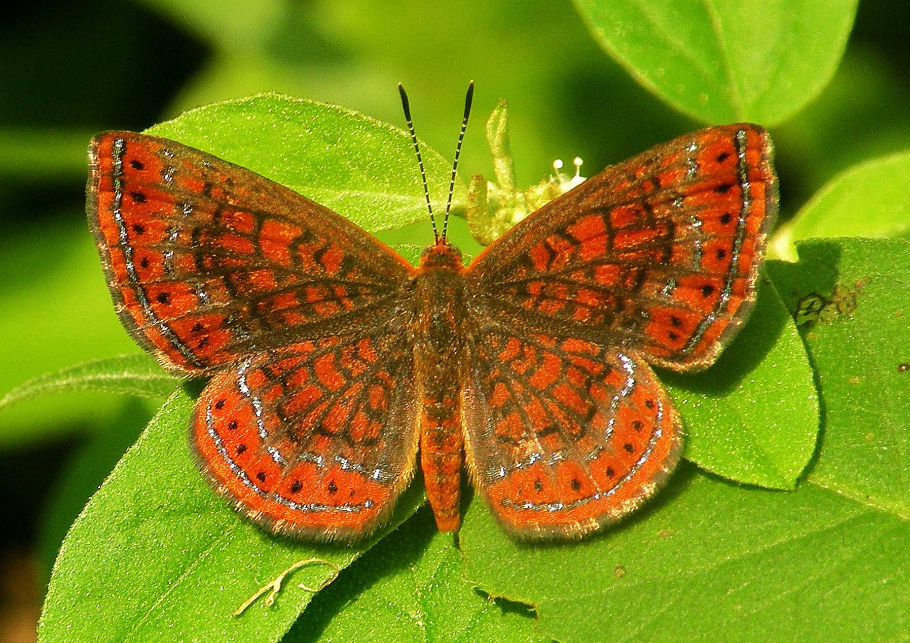 Доклад о бабочках: небольшое сообщение, окружающий мир
