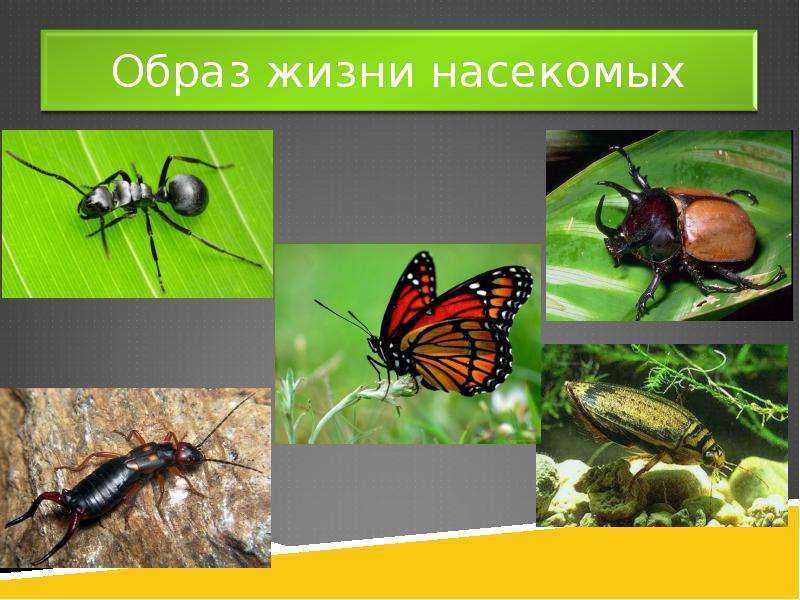 Отряды насекомых: характеристика и представители