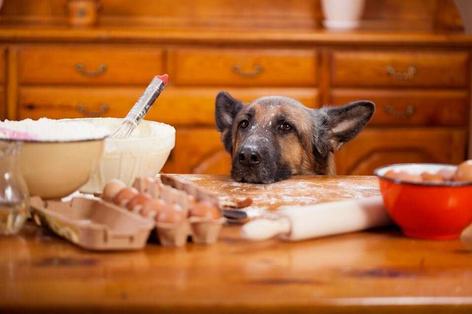 Почему собака прячет еду: 5 причин, на которые стоит обратить внимание