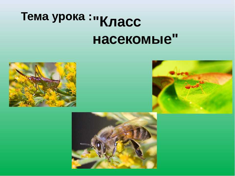 Типы и стадии развития насекомых с полным и неполным превращением