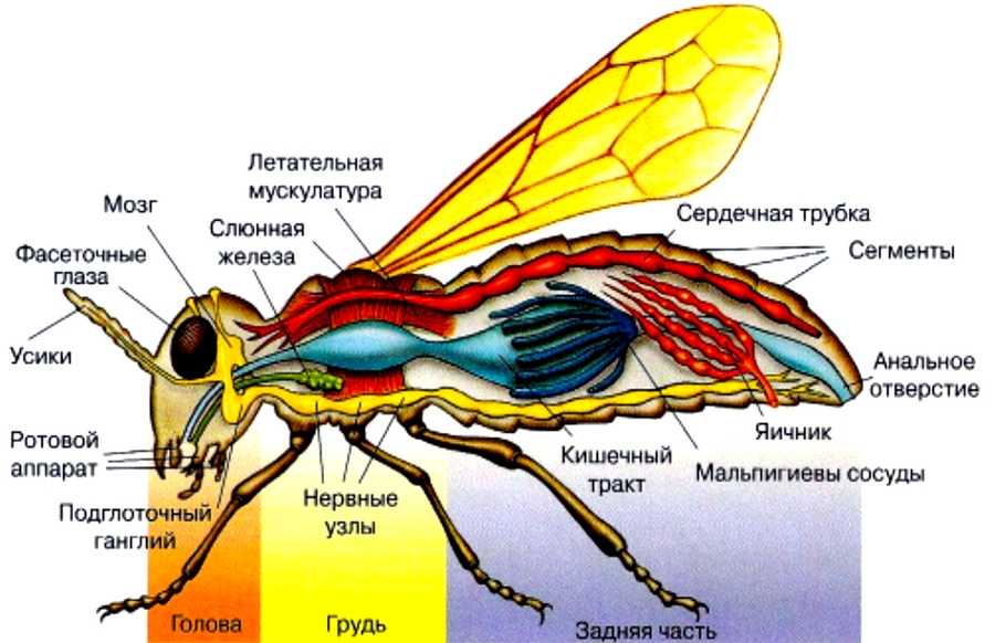 Нервная система и поведение пчел