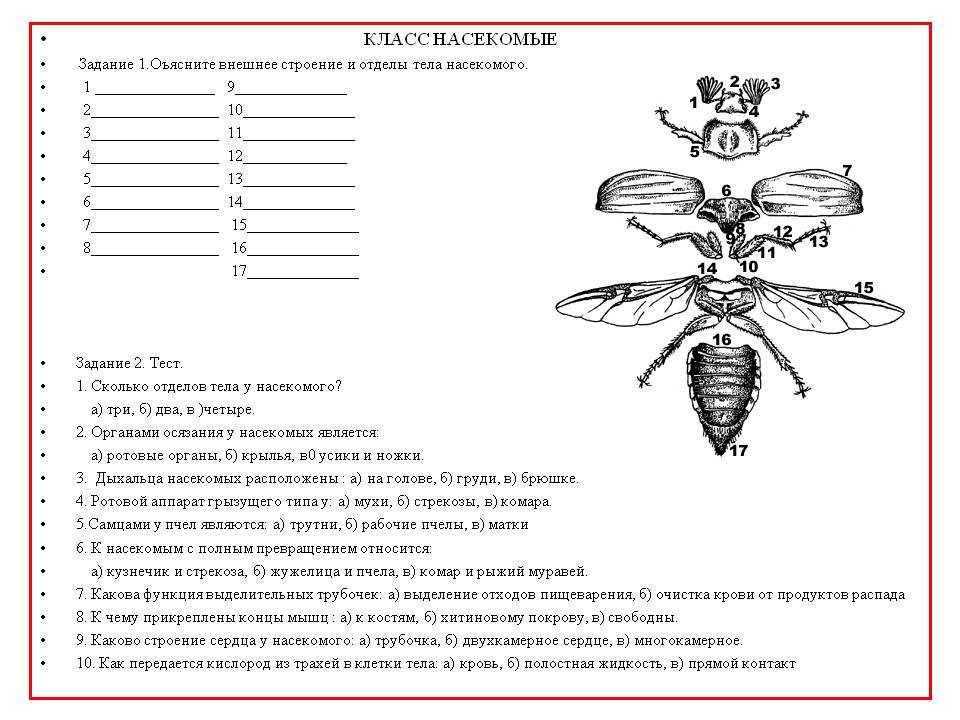 Постэмбриональное развитие насекомых. происхождение метаморфоза у насекомых и его биологическое значение. морфологические типы личинок и куколок насекомых.