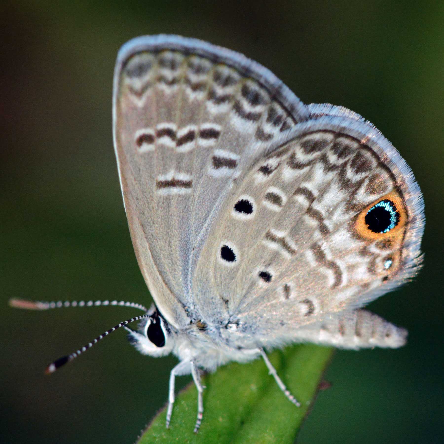 Бабочки-листовидки: отличительные признаки и образ жизни