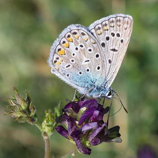 Голубянка бабочка. образ жизни и среда обитания бабочки голубянки | животный мир