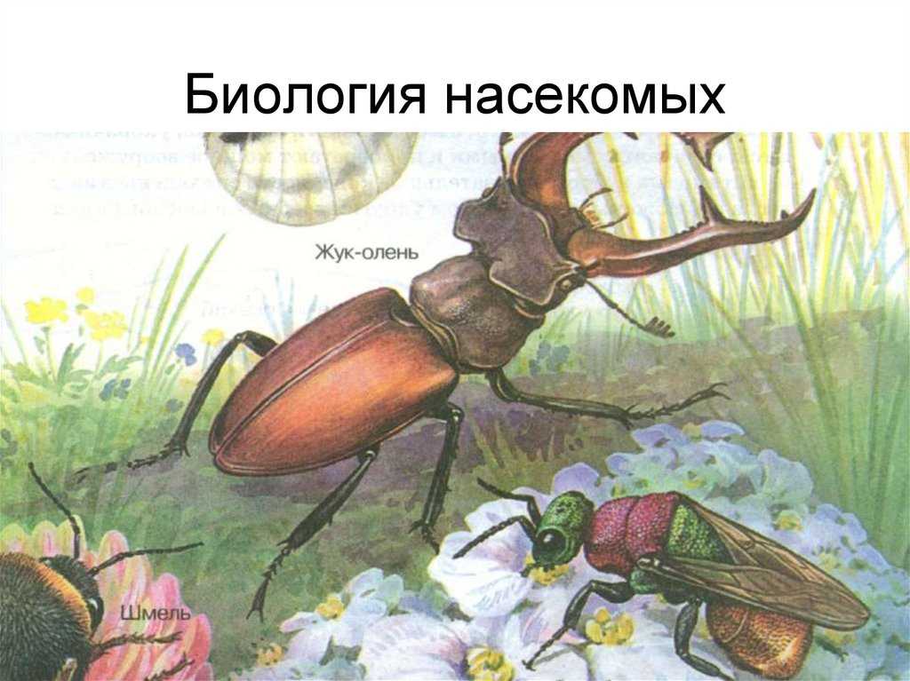 Биология насекомых. постэмбриональное развитие