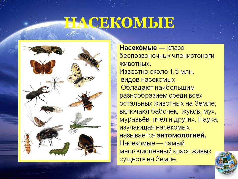 Биология насекомых. постэмбриональное развитие