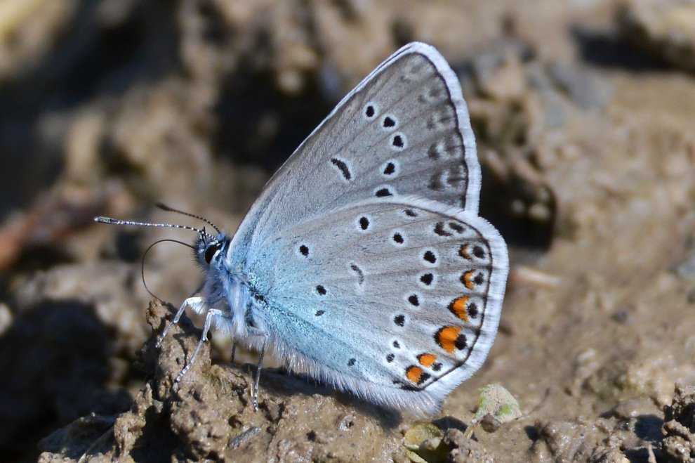 Бабочка аполлон насекомое. описание, особенности, виды и среда обитания | живность.ру