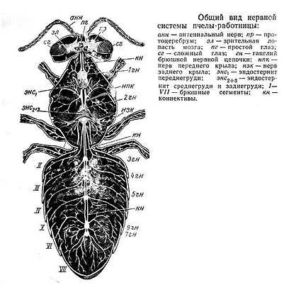 Внутреннее строение насекомых | справочник пестициды.ru