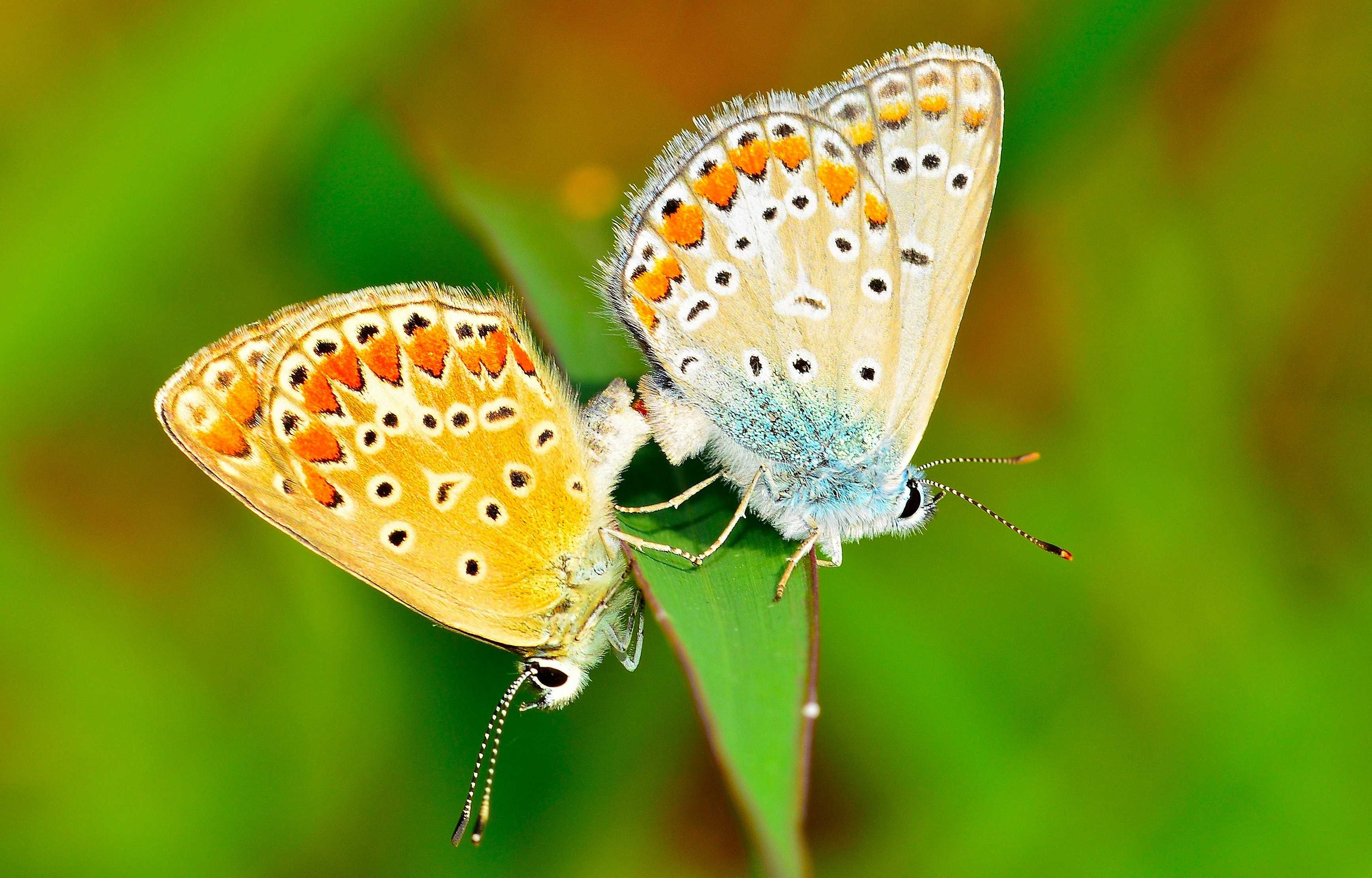 Описание бабочки: стадии развития, внешний вид и питание
