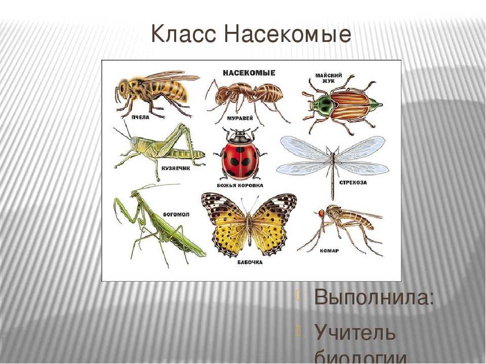 Как происходит размножение у насекомых? неполное превращение насекомых: особенности развития и жизнедеятельности