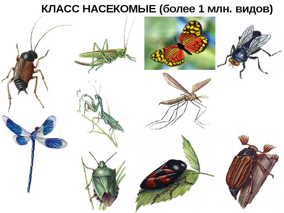 2 биология насекомых - биология насекомых