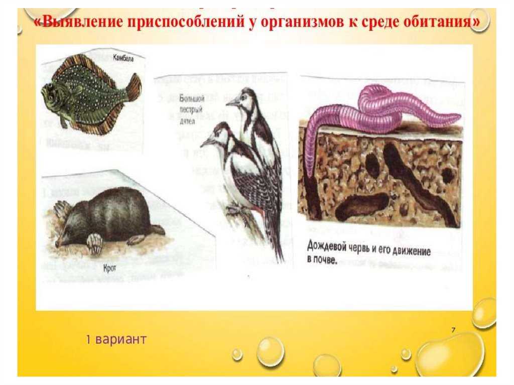 Окраска пятнистых животных, от которой захватывает дух