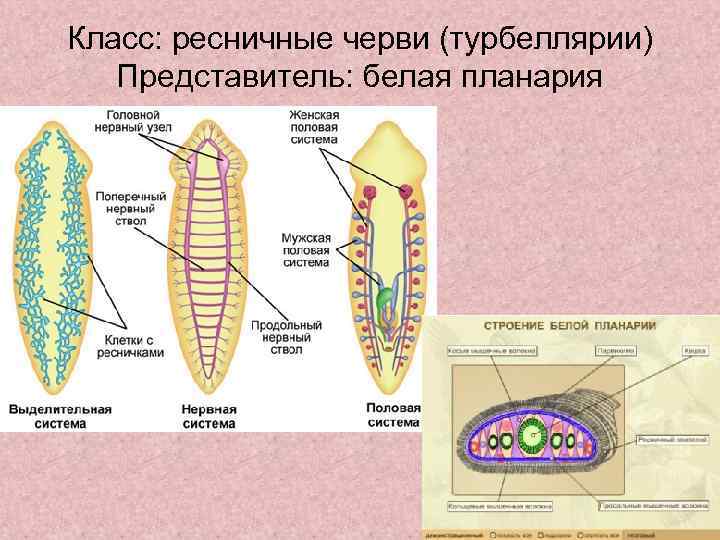 Тип плоские черви (plathelminthes). систематика плоских червей класс ресничные(turbellaria) класс сосальщики (trematoda) класс моногенеи (monogenea) класс. -  ppt download