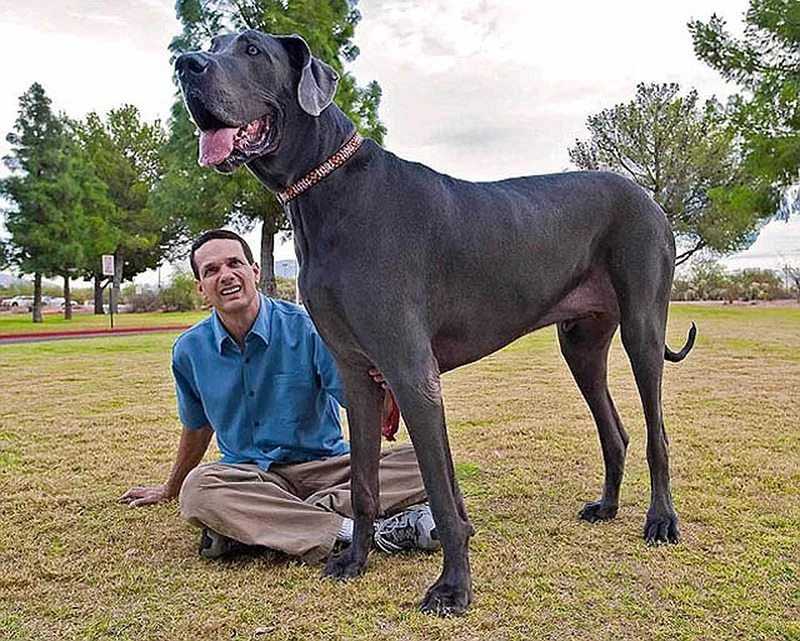 Самая сильная собака в мире. самые агрессивные породы собак :: syl.ru