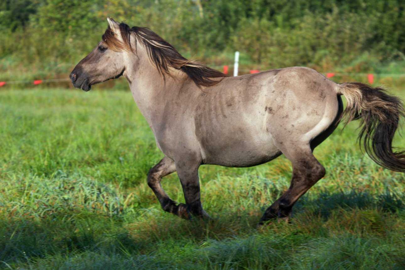 Воскрешение «доисторической» лошади - origins.org.ua
