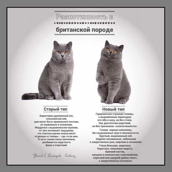 Сибирская порода кошек: характер, описание, стоимость, фото