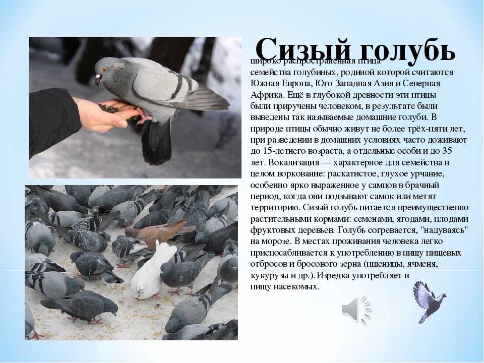Сизый голубь(сизарь)описание,фото,ареал обитания