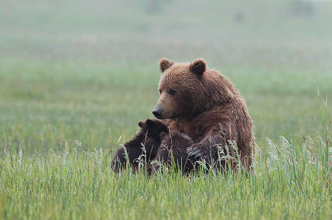 Жизнь про медведя