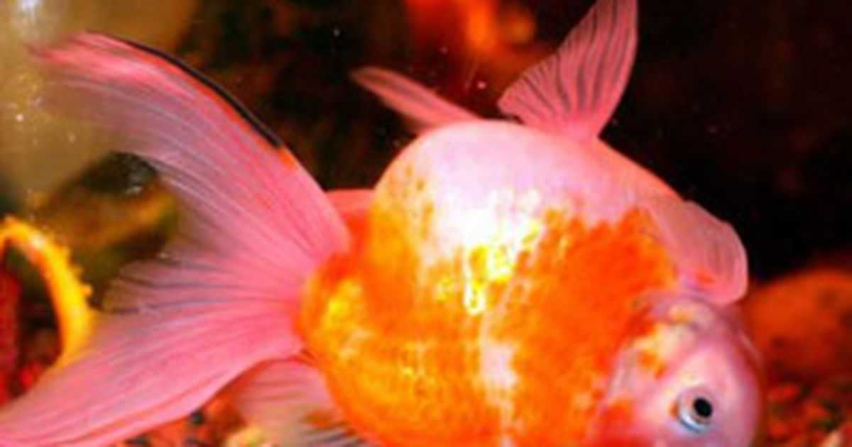 С какими рыбками можно держать золотых рыбок в аквариуме