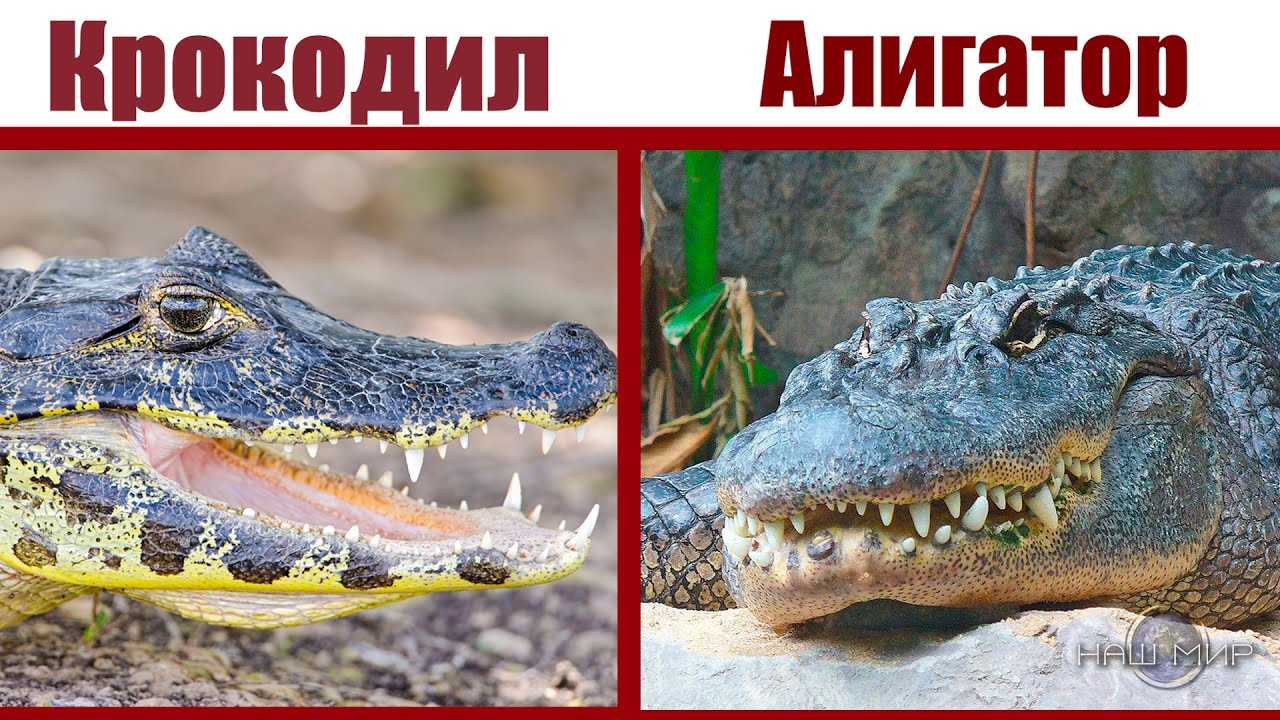 Как живет самый страшный нильский крокодил (16 фото)