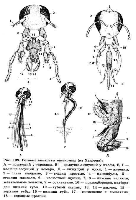 Типы аппаратов насекомых. Строение ротового аппарата клопа. Схема строения ротового аппарата насекомых. Колюще-сосущий ротовой аппарат строение. Строение строение ротовых аппаратов насекомых.