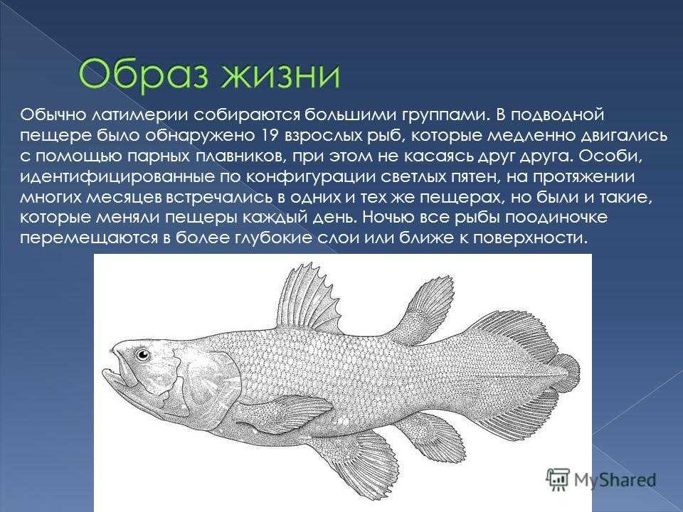 Появление кистеперых рыб. Кистеперая рыба Латимерия. Кистеперая рыба Латимерия строение. Кистепёрые рыба Латимерия Латимерия. Кистеперая рыба Латимерия характеристика.