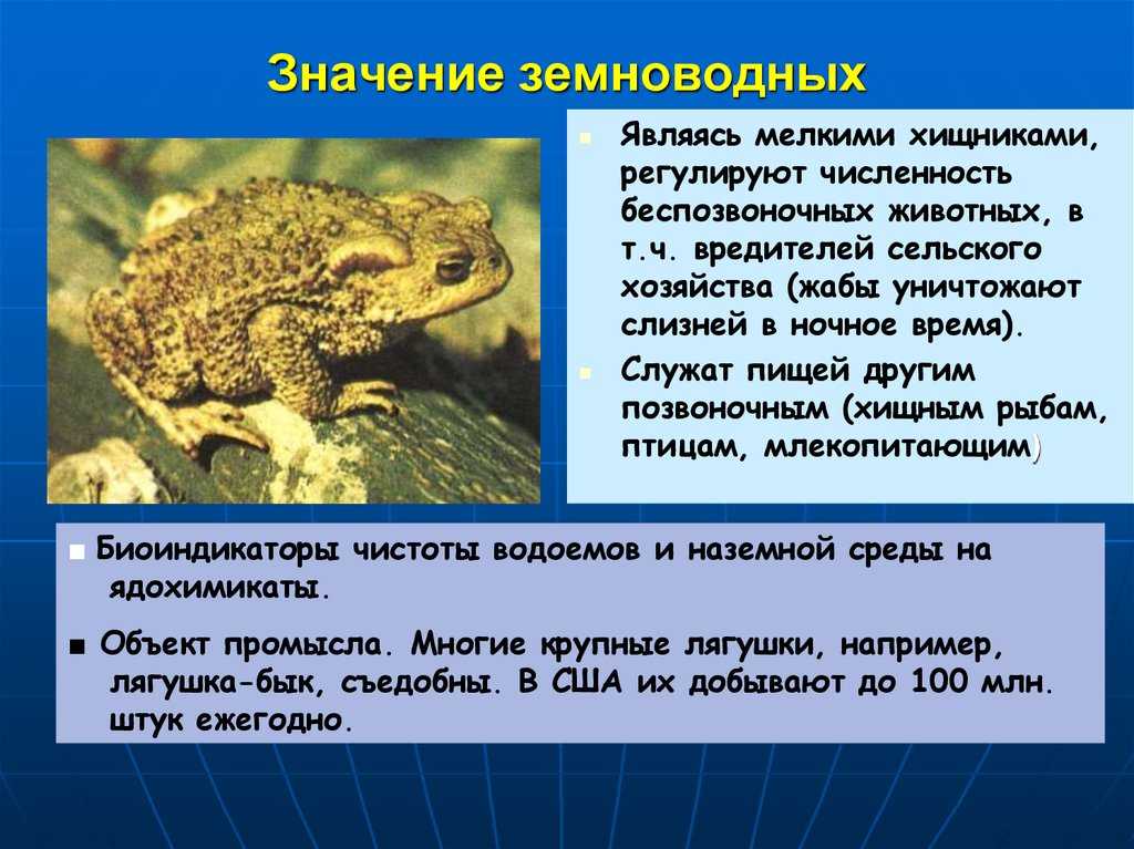 Интересные факты о лягушках