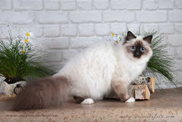 Характер и описание кошек бирманской породы, рекомендации по уходу
