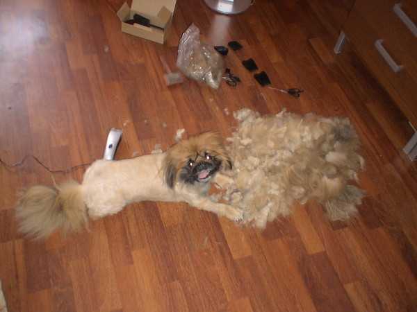 Уход за шерстью собаки: тримминг, стрижка, косметика и другие средства