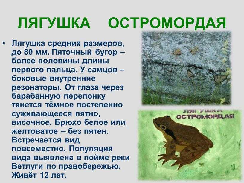 Травяная лягушка, или обыкновенная лягушка - одна из самых распространённых в Европе Взрослые лягушки кормятся на суше Активна в сумерки и ночью