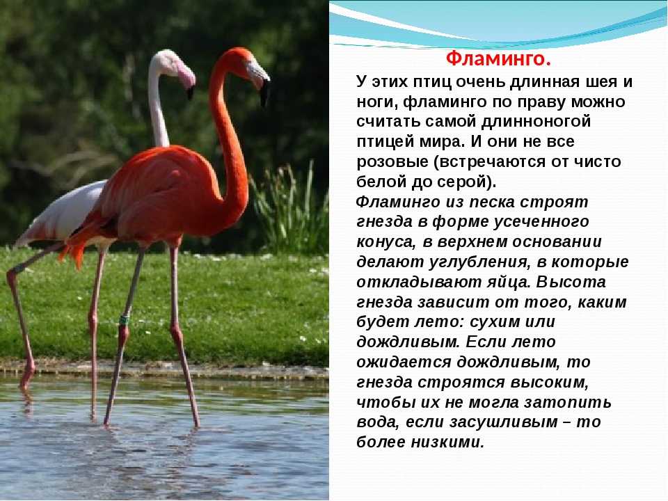 Фламинго птица: описание, виды, фото, интересные факты, ареал обитания