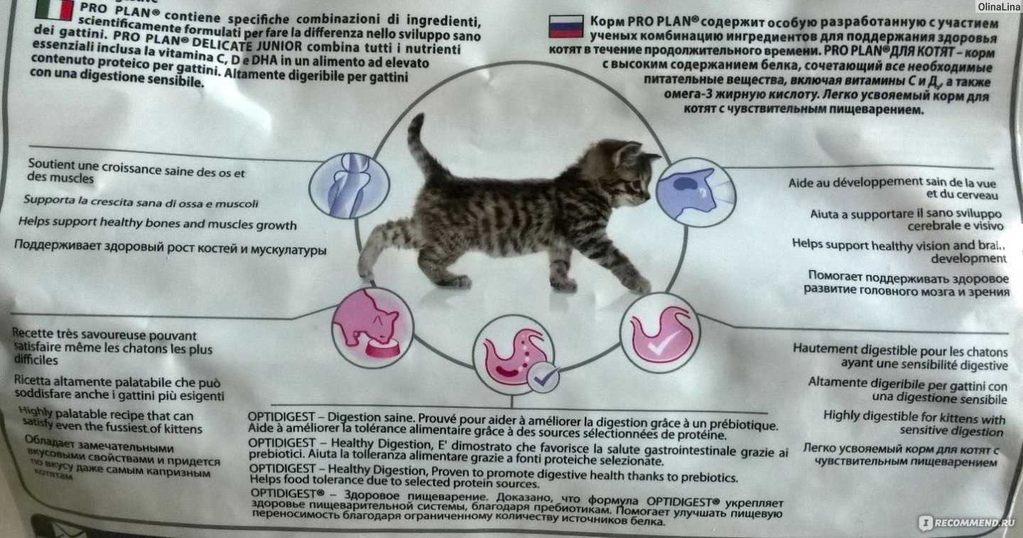 Можно ли кошке давать активированный. Рацион питания котенка. Витамины для котят. Корм для стерилизованных кошек. Жидкое питание для котят.