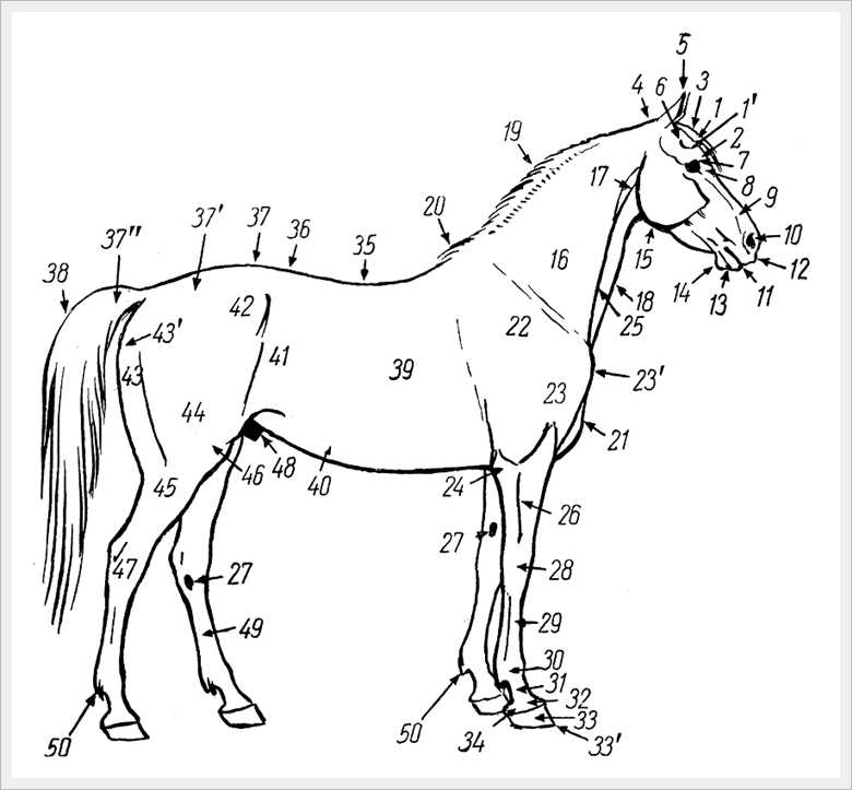 Какой тип питания характерен для лошади. Стати экстерьера лошади. Стати тела лошади. Лошадь чертеж. Экстерьер лошади схема.