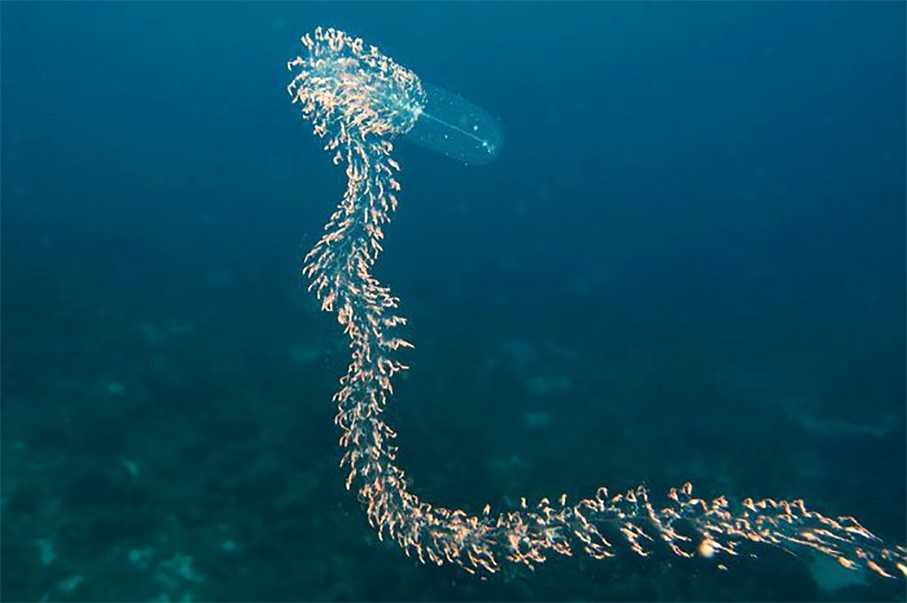 Образ жизни многощетинковых червей