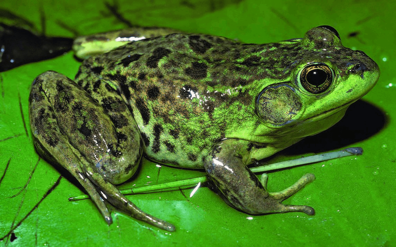 Озерная лягушка | мир животных и растений
