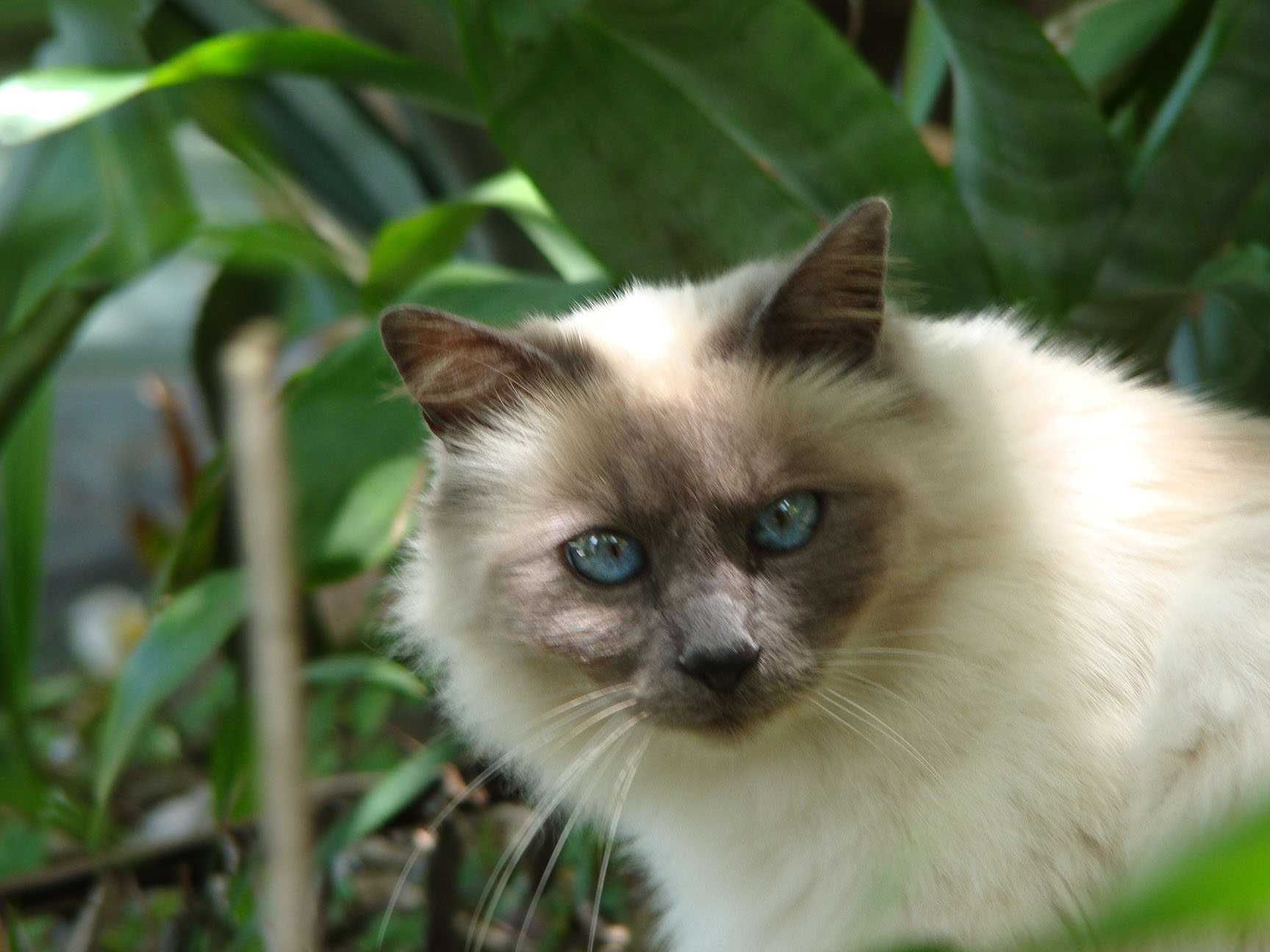 Бирманская кошка: фото, описание породы, характер, здоровье, уход и содержание