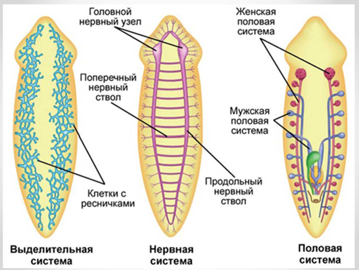 Плоские ⚠️ черви: классы, представители, форма тела, пищеварительная система