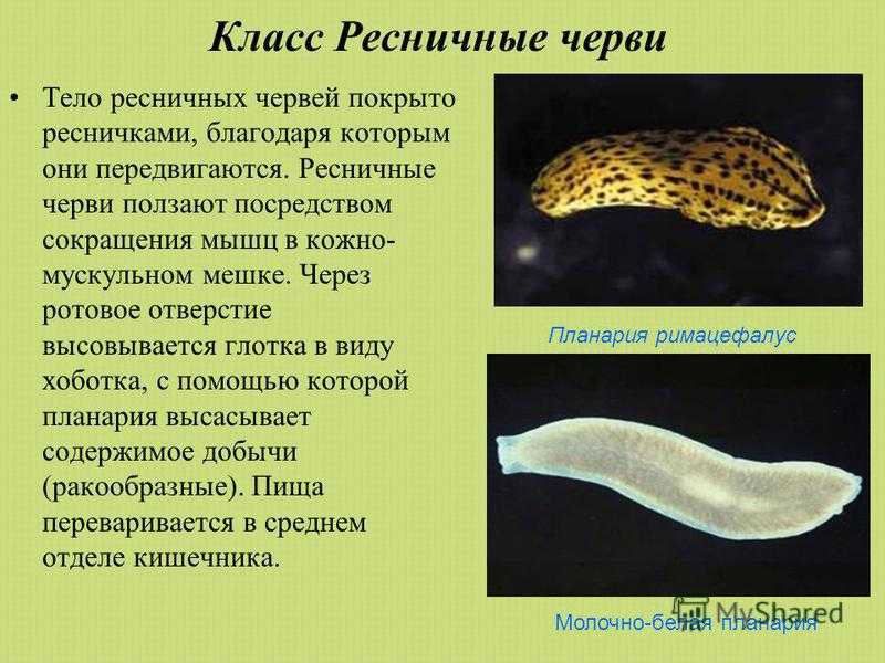 Плоские черви простейшие. Плоские черви Ресничные черви. Плоские черви Ресничные представители. Плоские черви паразиты и свободноживущие. Ресничные черви форма тела.