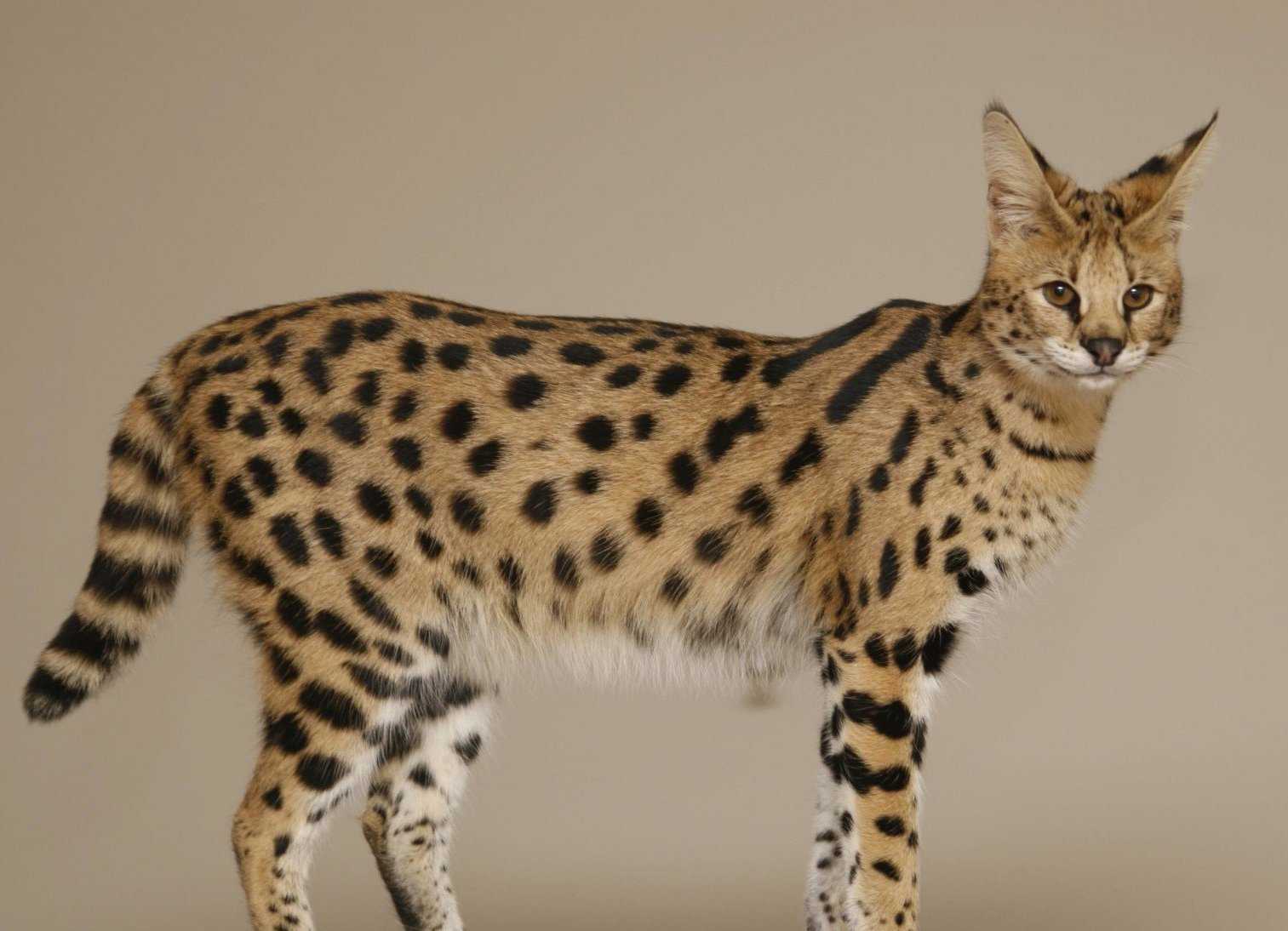 Самые редкие породы кошек на планете | ваши питомцы