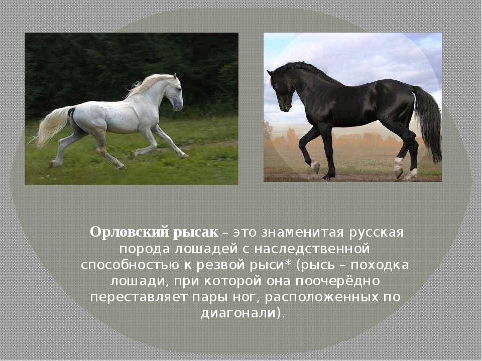 Русский рысак порода лошадей: вид и описание, разновидности, фото